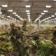 Cannabis Earnings, Consolidation & The Healthcare Shift