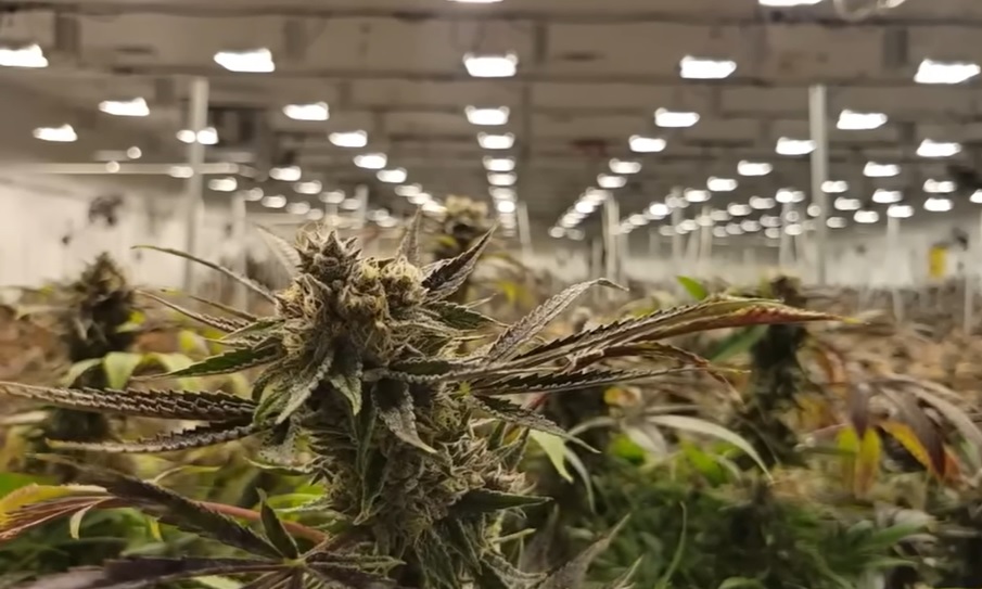 Cannabis Earnings, Consolidation & The Healthcare Shift