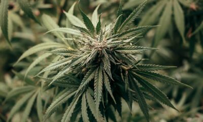 Cannabis Finance Enters A New Era After Rescheduling