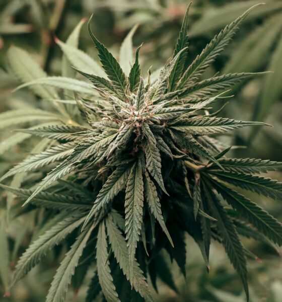 Cannabis Finance Enters A New Era After Rescheduling