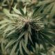 Cannabis Finance Enters A New Era After Rescheduling