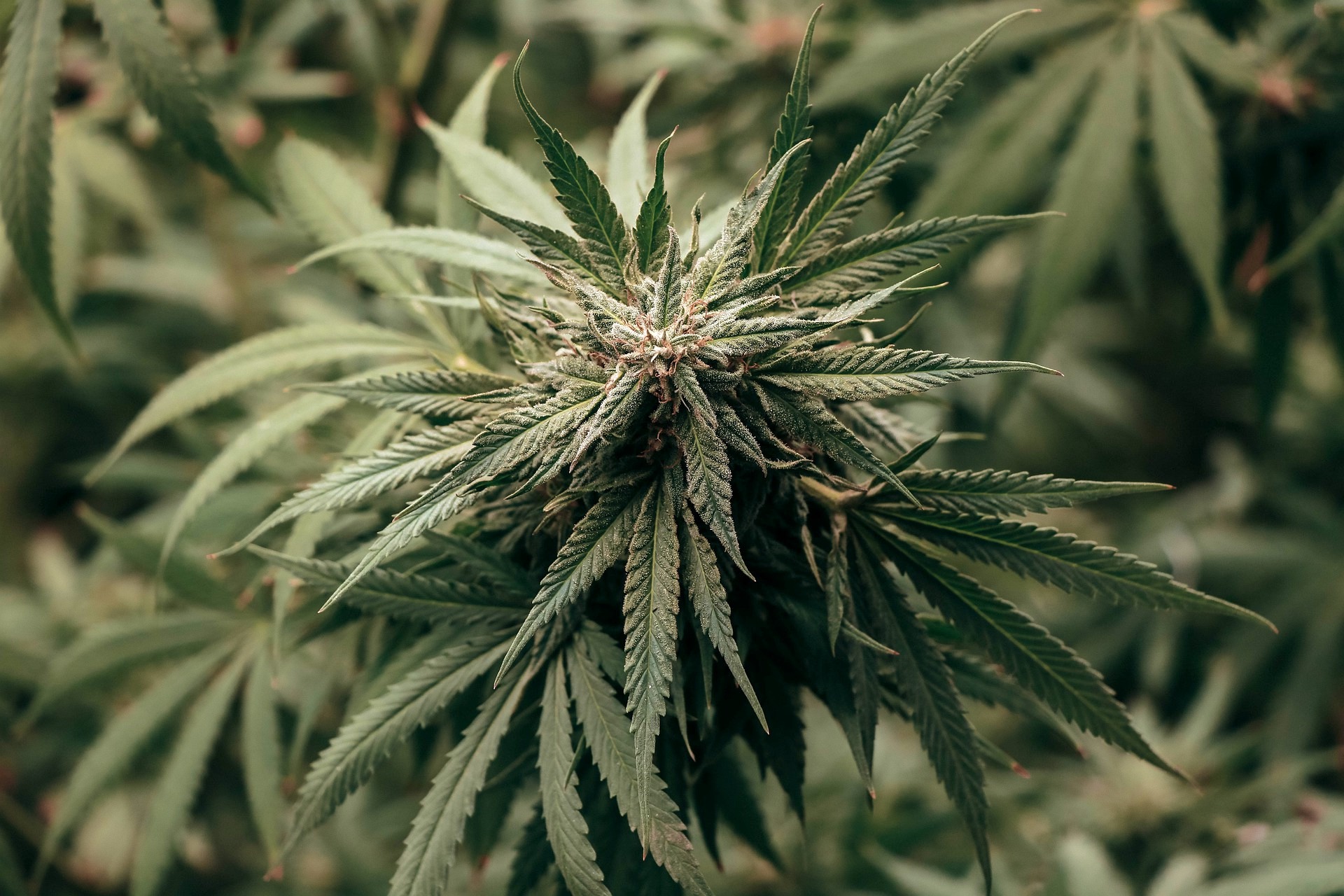 Cannabis Finance Enters A New Era After Rescheduling