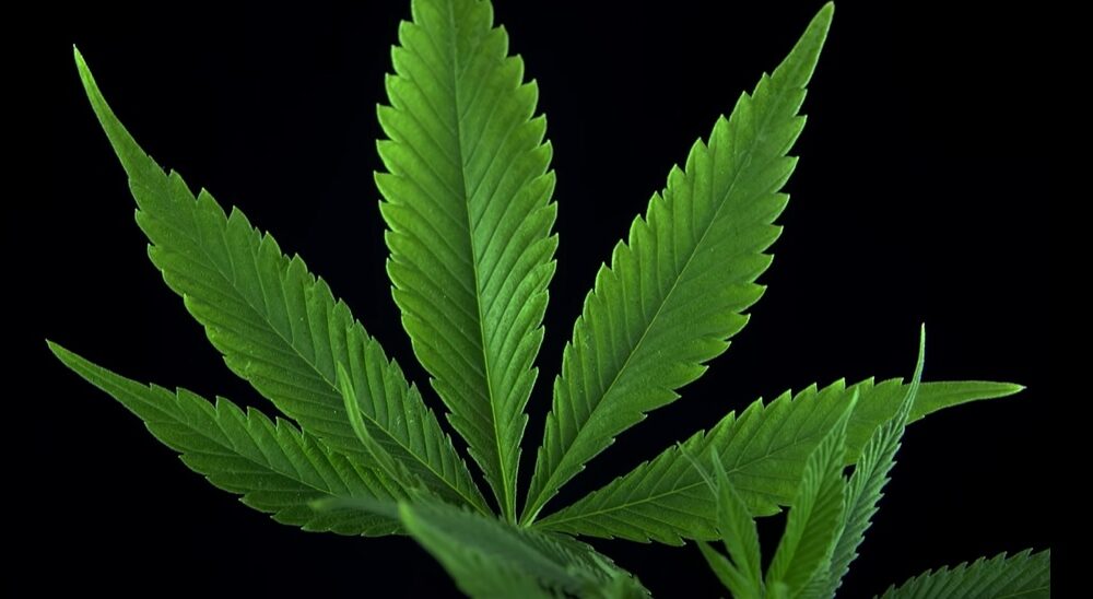 House Passes Farm Bill Targeting Intoxicating Hemp, Senate Up Next