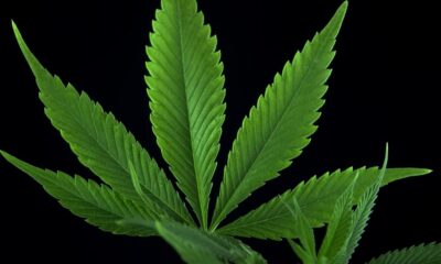 House Passes Farm Bill Targeting Intoxicating Hemp, Senate Up Next