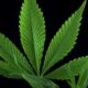 House Passes Farm Bill Targeting Intoxicating Hemp, Senate Up Next