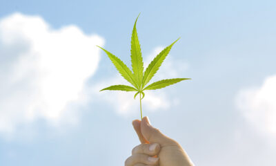 Investigation Deems Kentucky Medical Cannabis Licensing Process ‘Transparent and Fair’