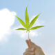 Investigation Deems Kentucky Medical Cannabis Licensing Process ‘Transparent and Fair’
