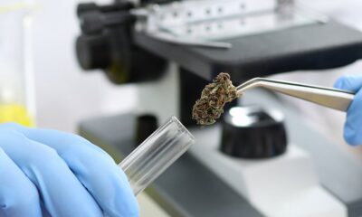 Minnesota Regulators Freeze Cannabis Testing Lab’s License