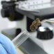 Minnesota Regulators Freeze Cannabis Testing Lab’s License
