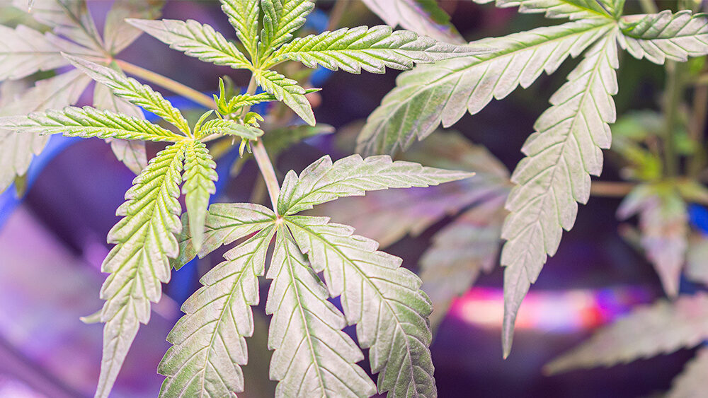 New Study Suggests Cannabis May Help Treat Obesity