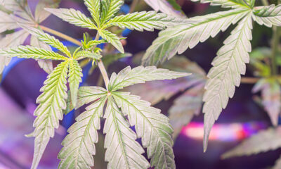 New Study Suggests Cannabis May Help Treat Obesity