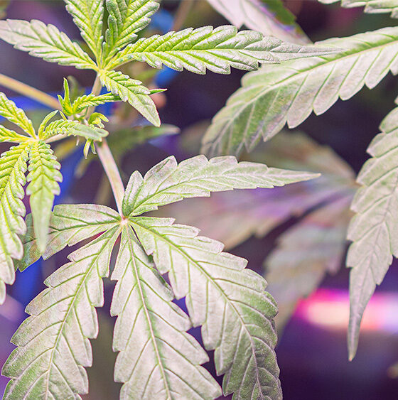 New Study Suggests Cannabis May Help Treat Obesity