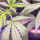 New Study Suggests Cannabis May Help Treat Obesity