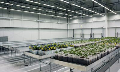 Organigram & Village Farms Earnings Breakdown