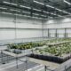 Organigram & Village Farms Earnings Breakdown
