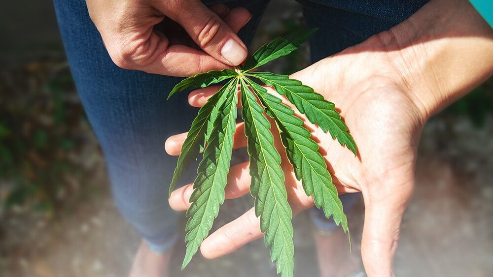 Study: Most Americans Support Federal Reclassification of Cannabis 