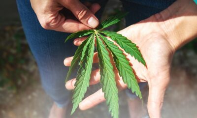 Study: Most Americans Support Federal Reclassification of Cannabis 