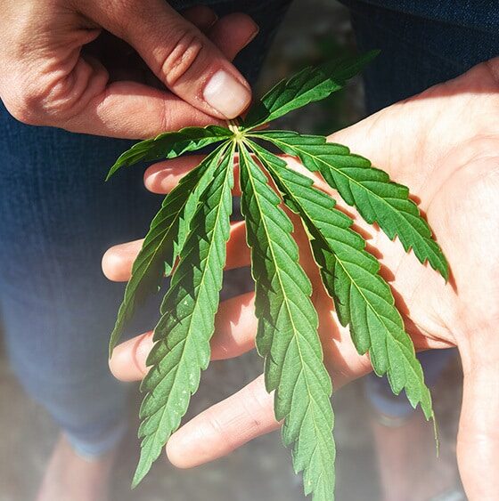 Study: Most Americans Support Federal Reclassification of Cannabis 