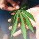 Study: Most Americans Support Federal Reclassification of Cannabis 