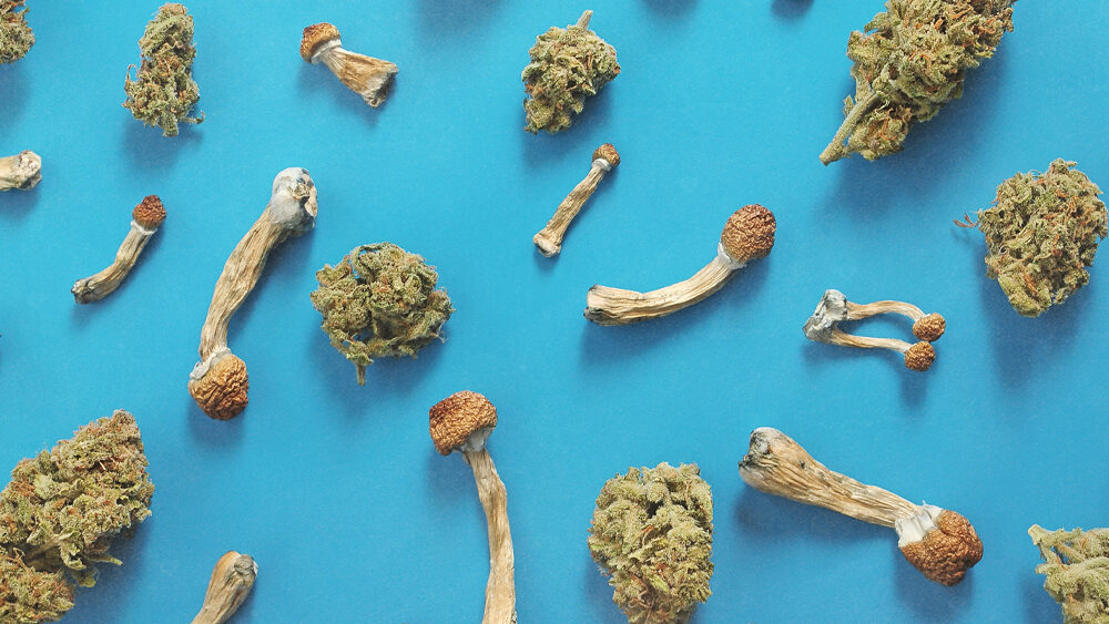 Survey: Americans Microdose Cannabis Far More Than Psychedelics