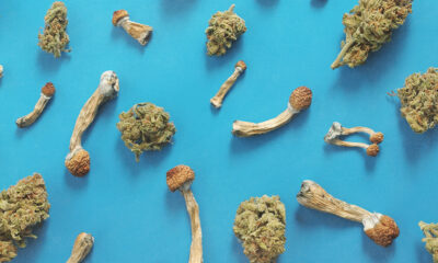 Survey: Americans Microdose Cannabis Far More Than Psychedelics