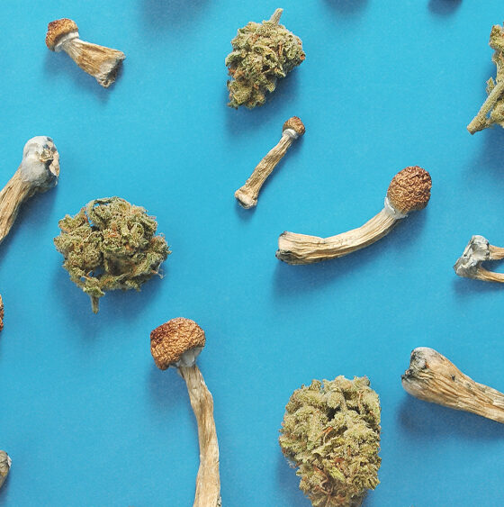 Survey: Americans Microdose Cannabis Far More Than Psychedelics