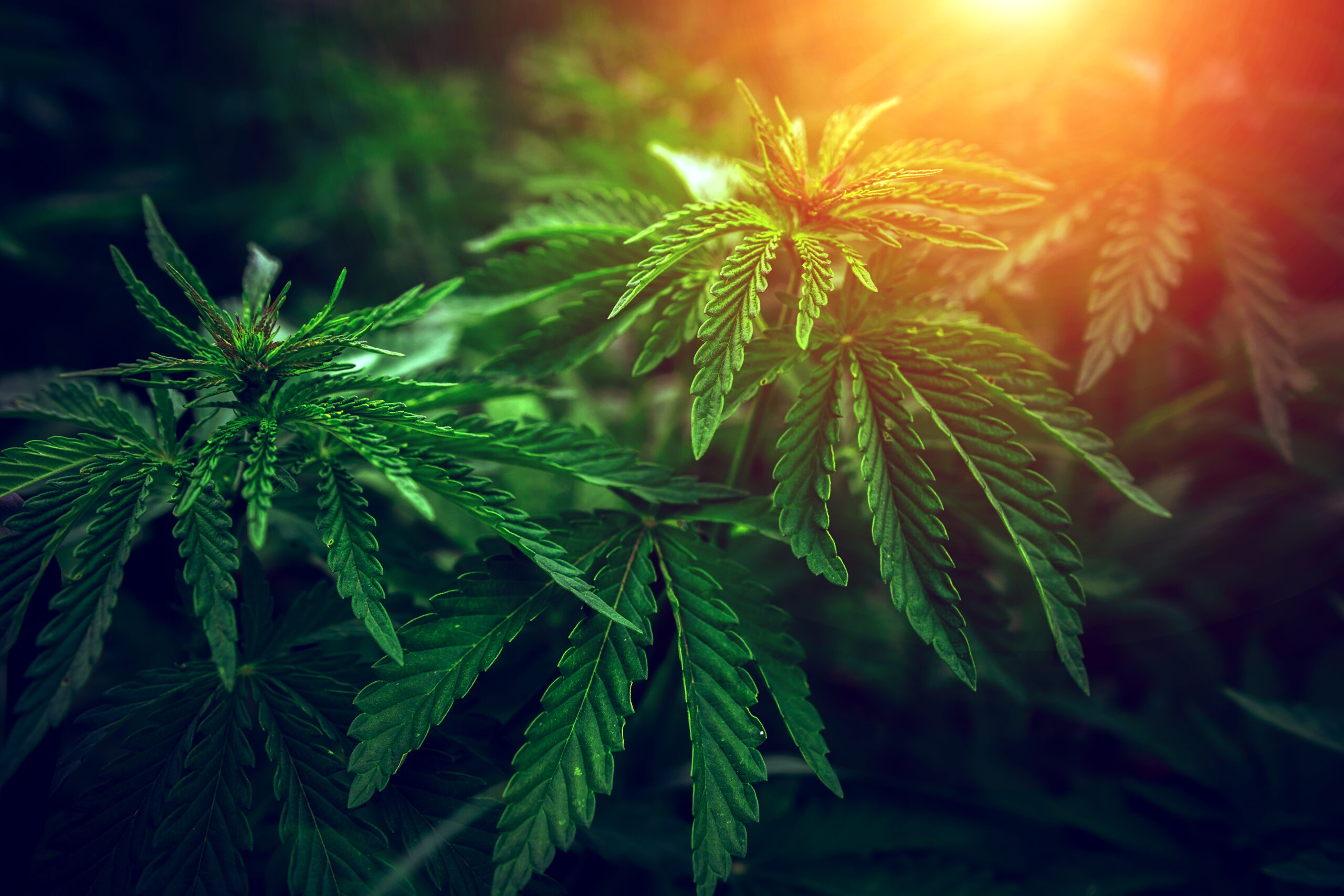 The Cannabis Capital Markets Are Already Heating Up