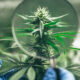 WWE Hall of Famer and Professional Wrestler Rob Van Dam Launches CBD Product Line
