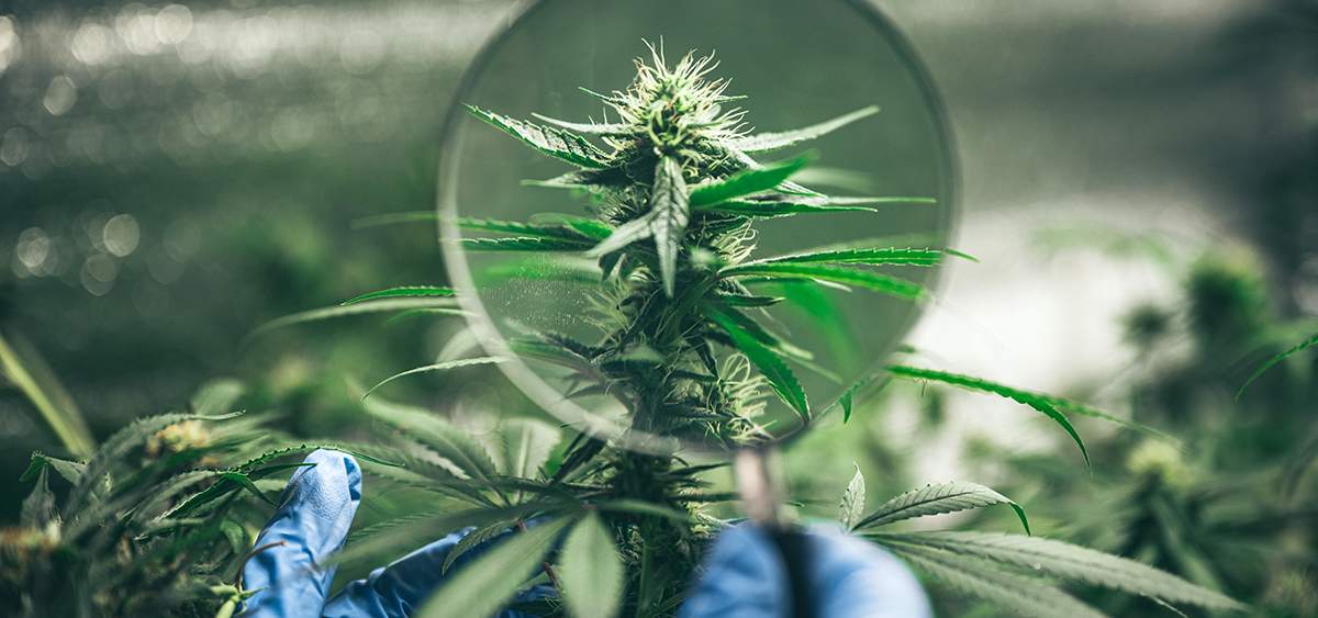 WWE Hall of Famer and Professional Wrestler Rob Van Dam Launches CBD Product Line