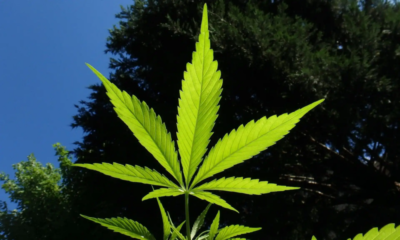 Marijuana Retail Report