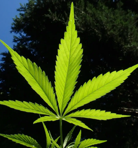 Marijuana Retail Report