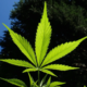 Marijuana Retail Report