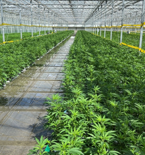Marijuana Retail Report