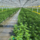 Marijuana Retail Report