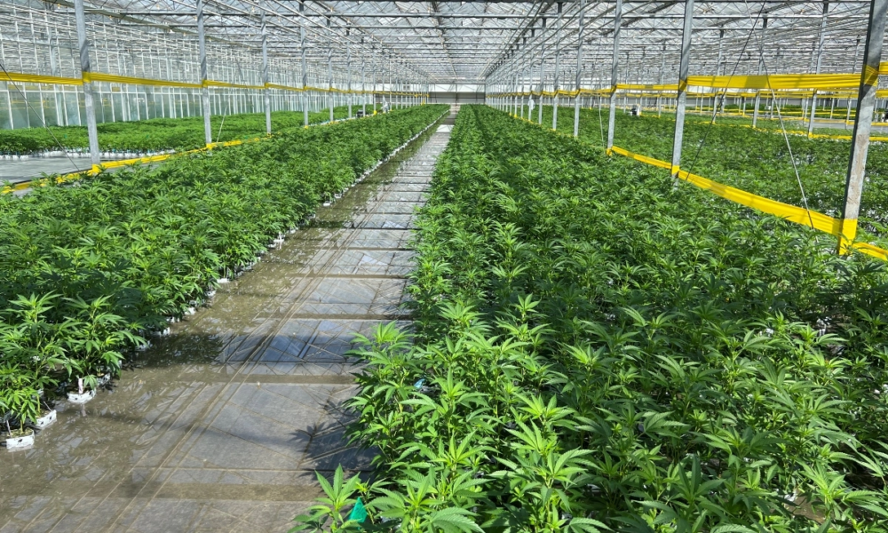 Marijuana Retail Report