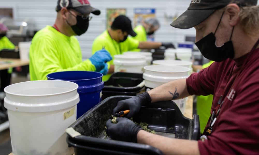Marijuana Retail Report