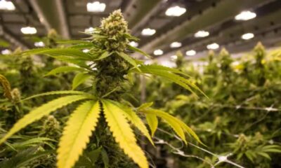 ALJ Timeline + CBD Data That Could Influence Federal Decision