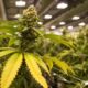 ALJ Timeline + CBD Data That Could Influence Federal Decision