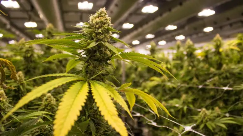 ALJ Timeline + CBD Data That Could Influence Federal Decision