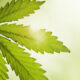 ASA Outlines Patient Rights After Medical Cannabis Rescheduling