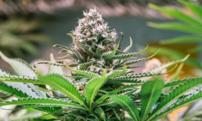 Big Changes Are Hitting The Cannabis Industry Now