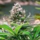 Big Changes Are Hitting The Cannabis Industry Now