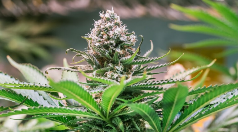 Big Changes Are Hitting The Cannabis Industry Now