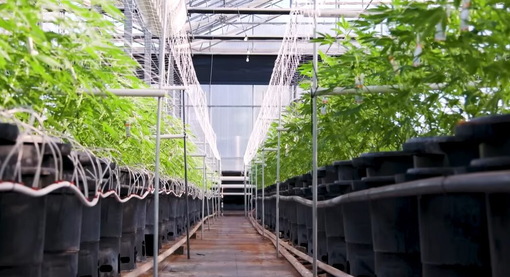 Glass House Intends To Become Second Company To Uplist