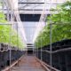 Glass House Intends To Become Second Company To Uplist