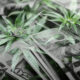 Industry Sentiment vs Reality - Could The Hemp Ban Be Extended?