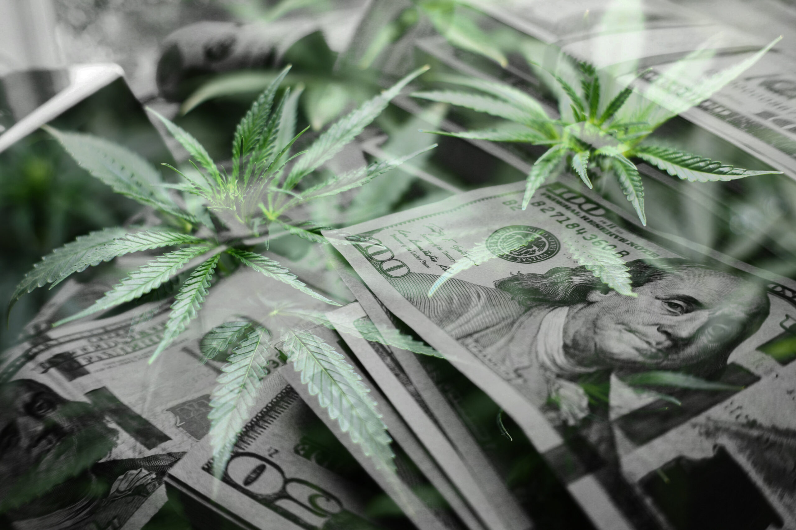 Industry Sentiment vs Reality - Could The Hemp Ban Be Extended?