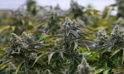 Institutions Evaluate Cannabis While Trulieve CEO Sells Shares