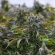 Institutions Evaluate Cannabis While Trulieve CEO Sells Shares