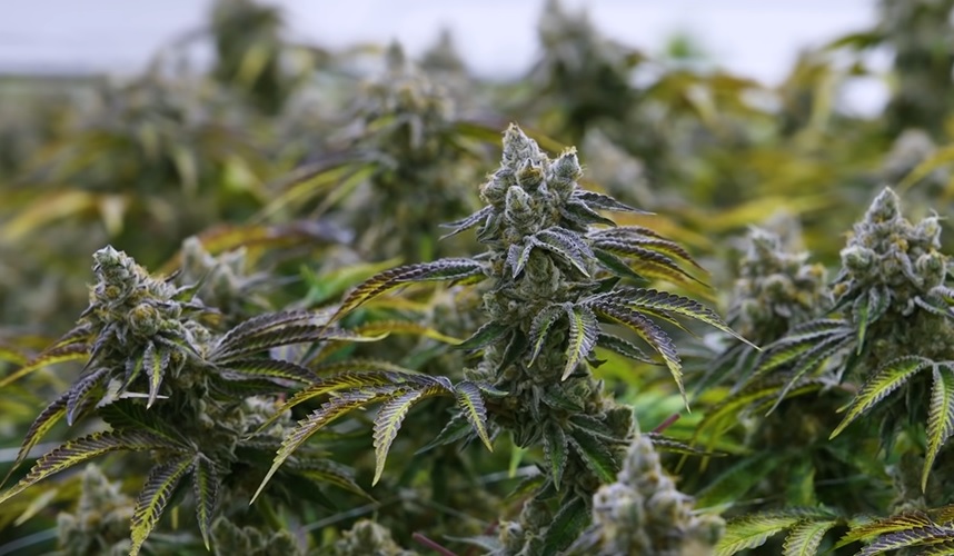Institutions Evaluate Cannabis While Trulieve CEO Sells Shares